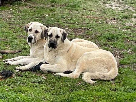 Anatolian Shepherd Dog for sale by KYILLADOON