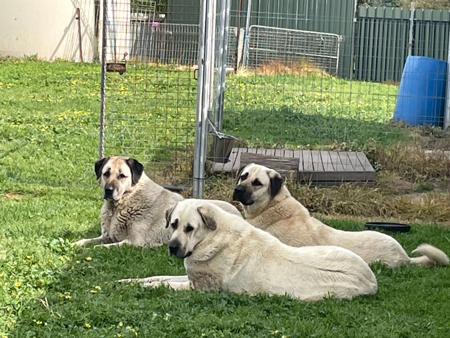 Anatolian Shepherd Dog for sale by KYILLADOON