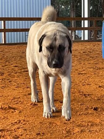 Anatolian Shepherd Dog for sale by KYILLADOON