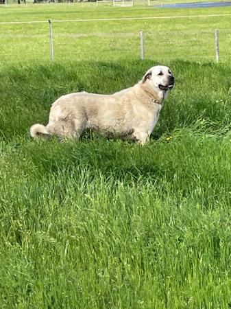 Anatolian Shepherd Dog for sale by KYILLADOON