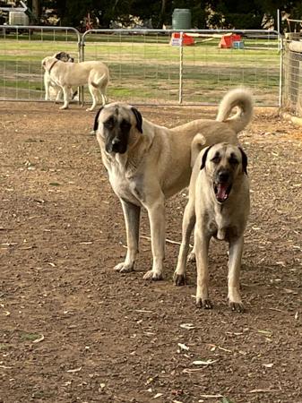 Anatolian Shepherd Dog for sale by KYILLADOON