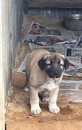 Anatolian Shepherd Dog puppy for sale by KYILLADOON