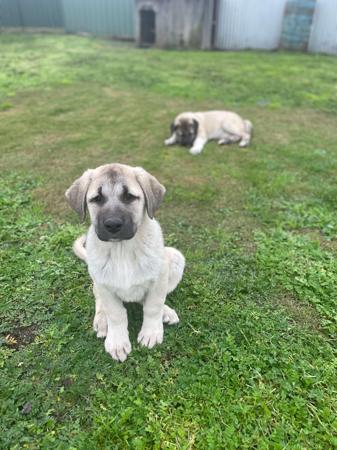 Anatolian Shepherd Dog puppy for sale by KYILLADOON