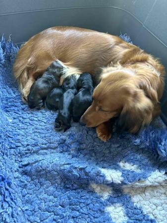 Dachshund (Long Haired) for sale by BELCARA