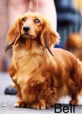 Dachshund (Long Haired) for sale by BELCARA
