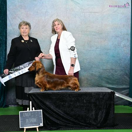 Dachshund (Long Haired) for sale by BELCARA