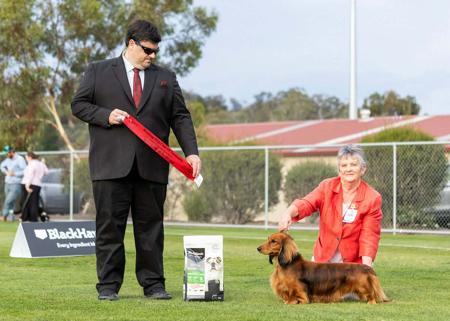 Australian Champion Belcara Expect The Unexpected Dachshund (Long Haired)