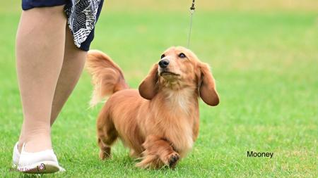 Dachshund (Miniature Long Haired) for sale by BELCARA