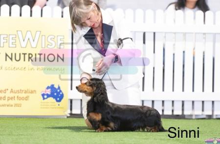 Dachshund (Miniature Long Haired) for sale by BELCARA
