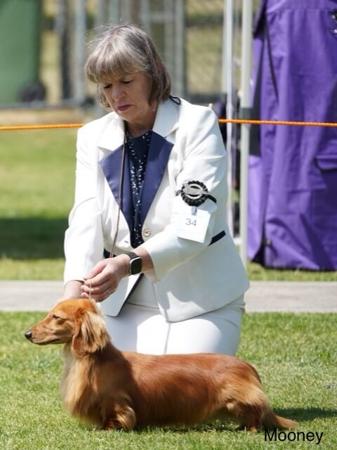 Dachshund (Miniature Long Haired) for sale by BELCARA