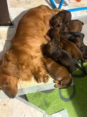 Dachshund (Long Haired) for sale by BELCARA