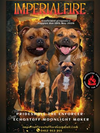 Staffordshire Bull Terrier puppy for sale by IMPERIALFIRE