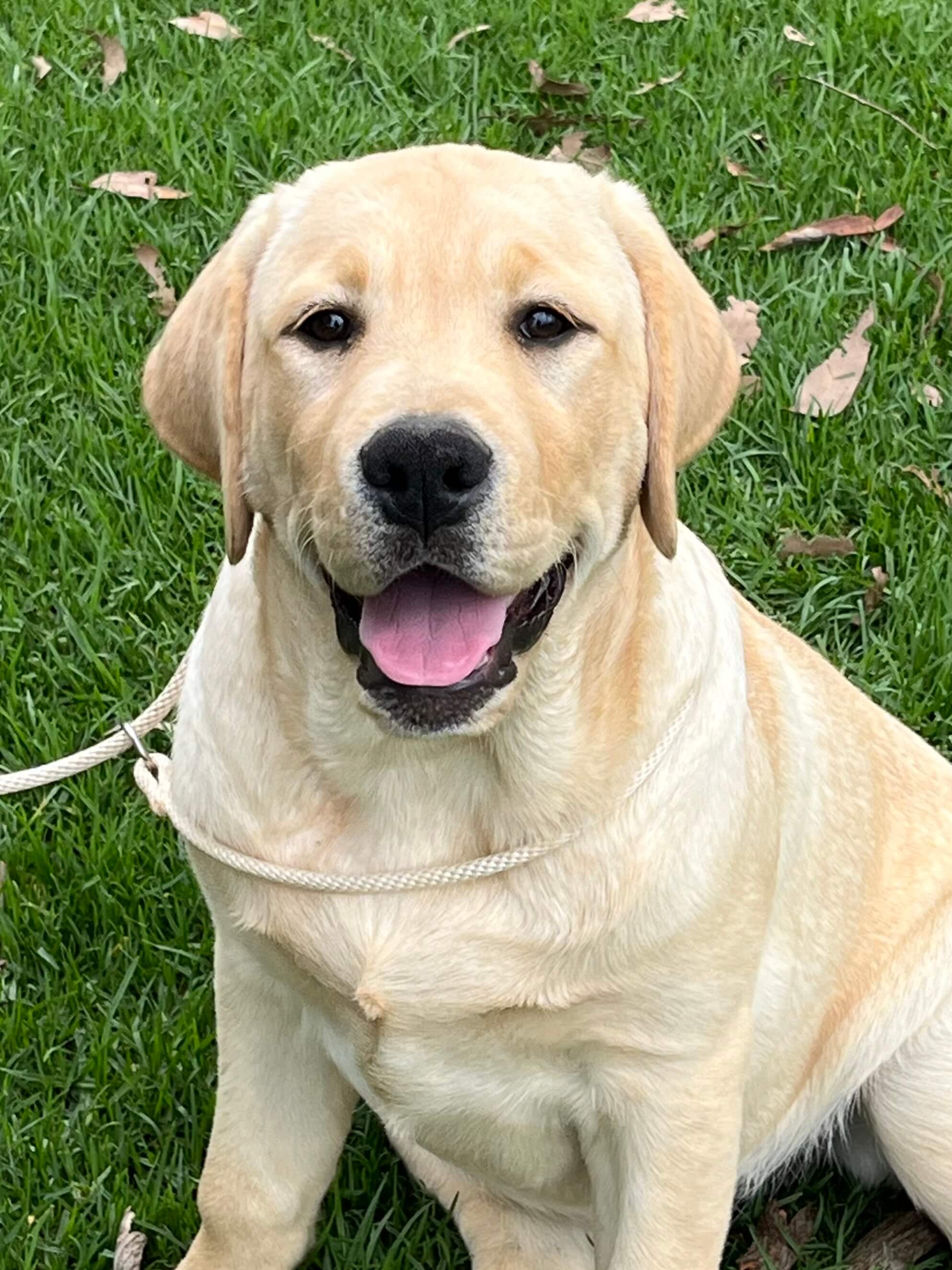 Petelynn Miss Murphy Labrador Retriever - Owned by Lynn Hunter