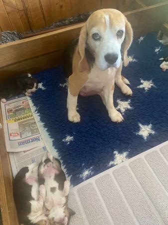 Beagle puppy for sale by HOUNDBROOK