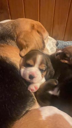 Beagle puppy for sale by HOUNDBROOK
