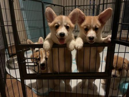 Welsh Corgi (Pembroke) puppy for sale by BECASSMIC