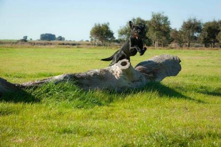 Labrador Retriever puppy for sale by TRACKLEA