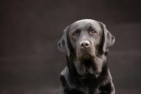 Labrador Retriever puppy for sale by TRACKLEA