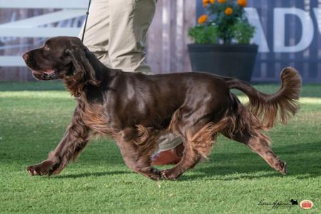 Field Spaniel for sale by ORIELTON
