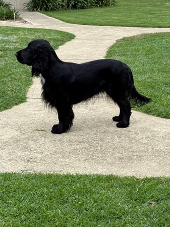 Field Spaniel for sale by MOSSLEIGH