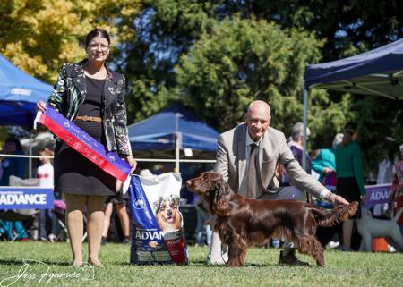 Field Spaniel for sale by MOSSLEIGH