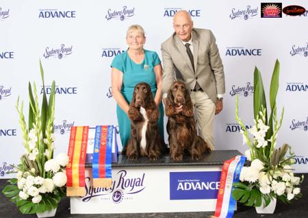 Field Spaniel for sale by MOSSLEIGH