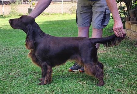 Field Spaniel for sale by MOSSLEIGH