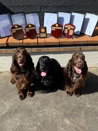 Field Spaniel for sale by MOSSLEIGH