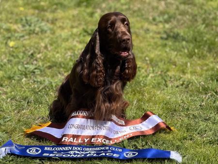 Field Spaniel for sale by MOSSLEIGH