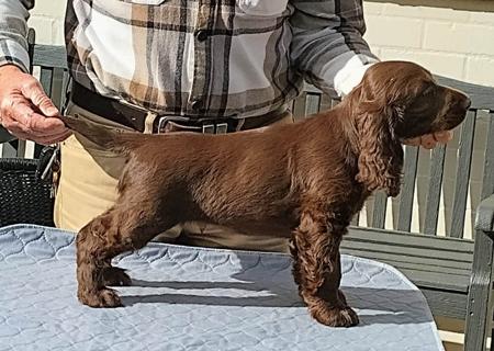 Mossleigh True Grit Field Spaniel