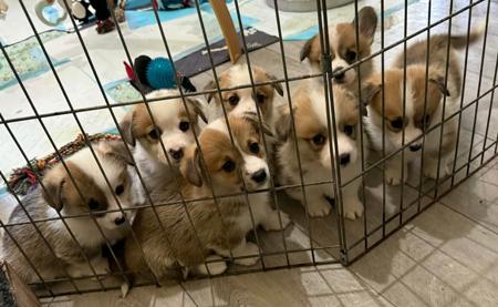 Welsh Corgi (Pembroke) puppy for sale by CLARONY