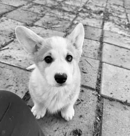 Welsh Corgi (Pembroke) puppy for sale by CLARONY