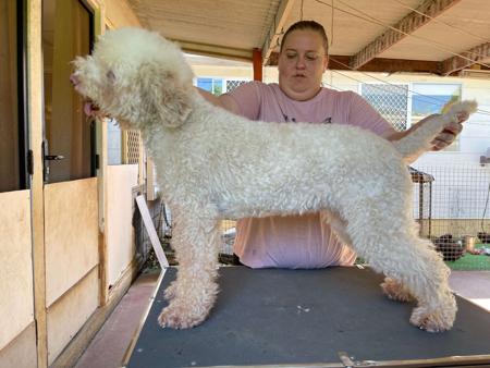 Lagotto Romagnolo dog for sale by WISPAN