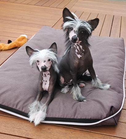 Chinese Crested Dog for sale by STIRLINCHIGMAILCOM