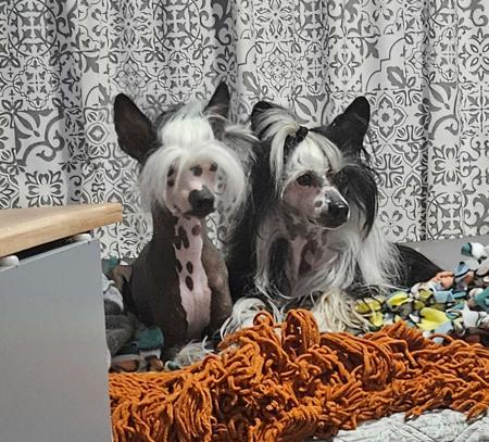 Chinese Crested Dog for sale by STIRLINCHI
