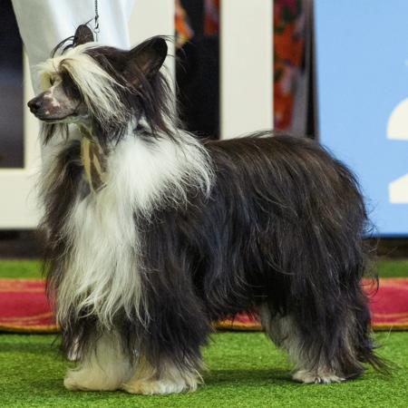 Chinese Crested Dog for sale by STIRLINCHI