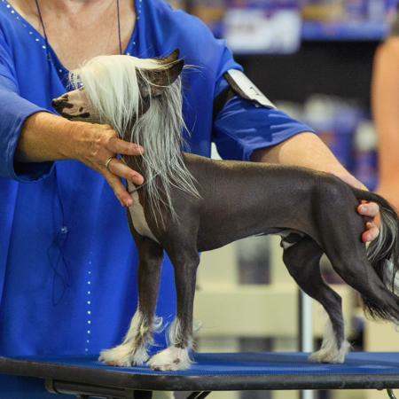Chinese Crested Dog for sale by STIRLINCHI