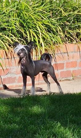 Chinese Crested Dog for sale by STIRLINCHI