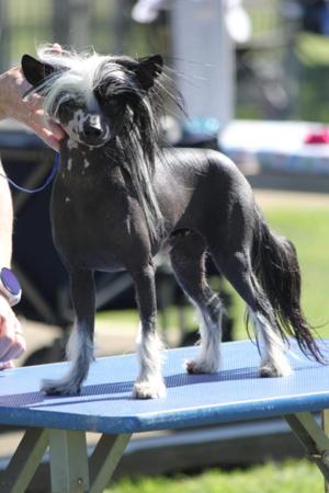 Chinese Crested Dog for sale by STIRLINCHIGMAILCOM