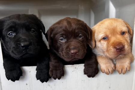 Labrador Retriever puppy for sale by LEMAITRES