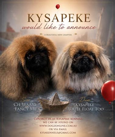 Pekingese puppy for sale by KYSADAINE
