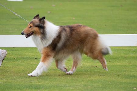Aust CH Coolabine Sunlit Gracie Collie (Rough)