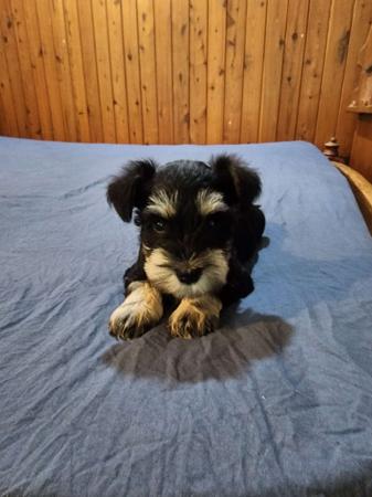 Schnauzer (Miniature) puppy for sale by AUSTRALITE