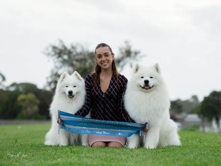 Samoyed for sale by MIKIC