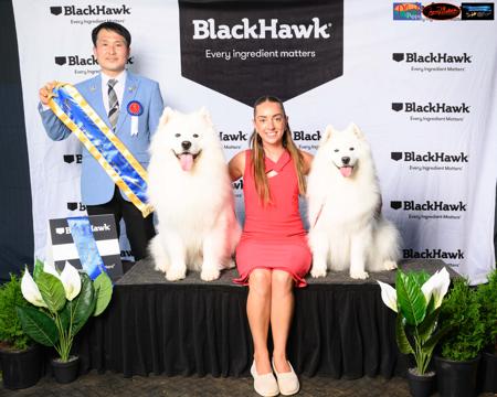 Samoyed for sale by DANZZA