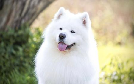 Samoyed for sale by DANZZA