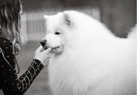 Samoyed for sale by DANZZA