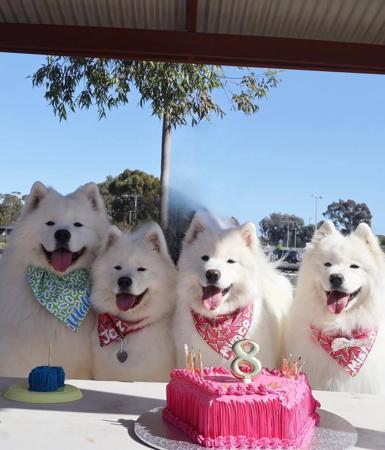 Samoyed for sale by DANZZA