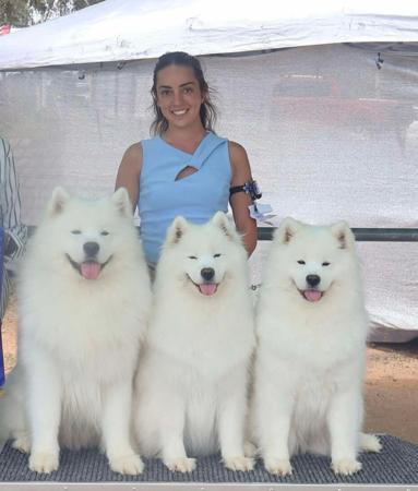 Samoyed for sale by DANZZA