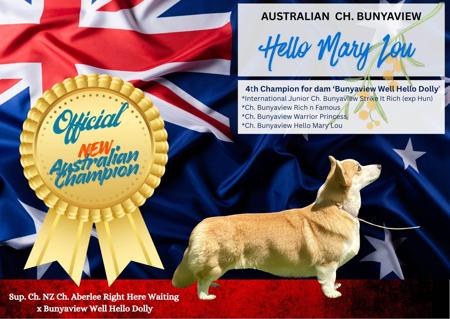 Welsh Corgi (Pembroke) for sale by BUNYAVIEW